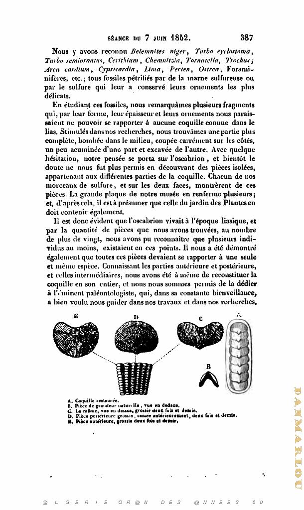 BULLETIN DE LA SOCIETE GEOLOGIQUE DE FRANCE 1852_000430.jpg